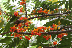 Castanospermum australe